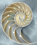 caroline-kelly-nautilus-in-blue-i